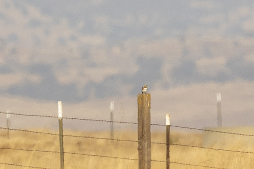 iNaturalist observation photo of Horned Lark