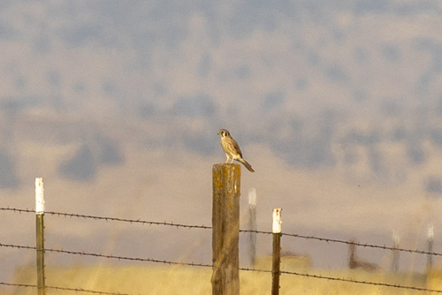 iNaturalist observation photo of American Kestrel