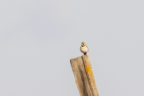 iNaturalist observation photo of Horned Lark
