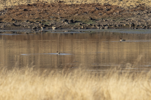 iNaturalist observation photo of Green-winged Teal
