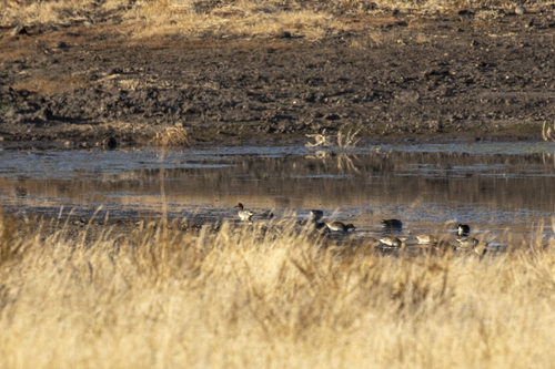 iNaturalist observation photo of Green-winged Teal