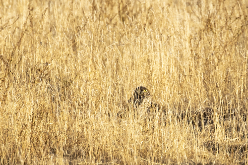 iNaturalist observation photo of Burrowing Owl