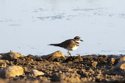 iNaturalist observation photo of Killdeer