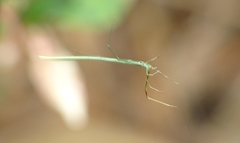 Ariamnes cylindrogaster