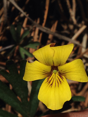 Viola sheltonii