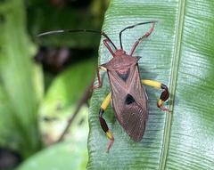 Melucha biolleyi image