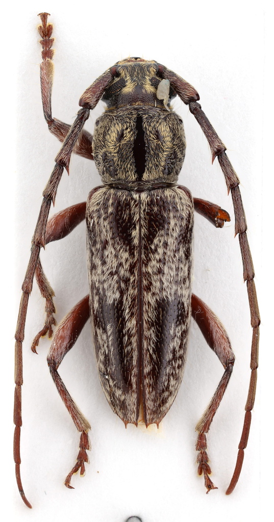 Elaphidion androsensis