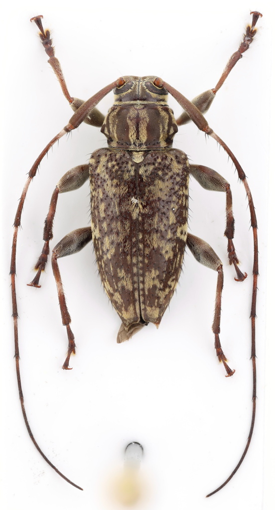 Alcidion dominicum