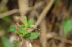 Ariamnes cylindrogaster