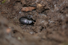 Abax ovalis