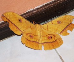 Antheraea