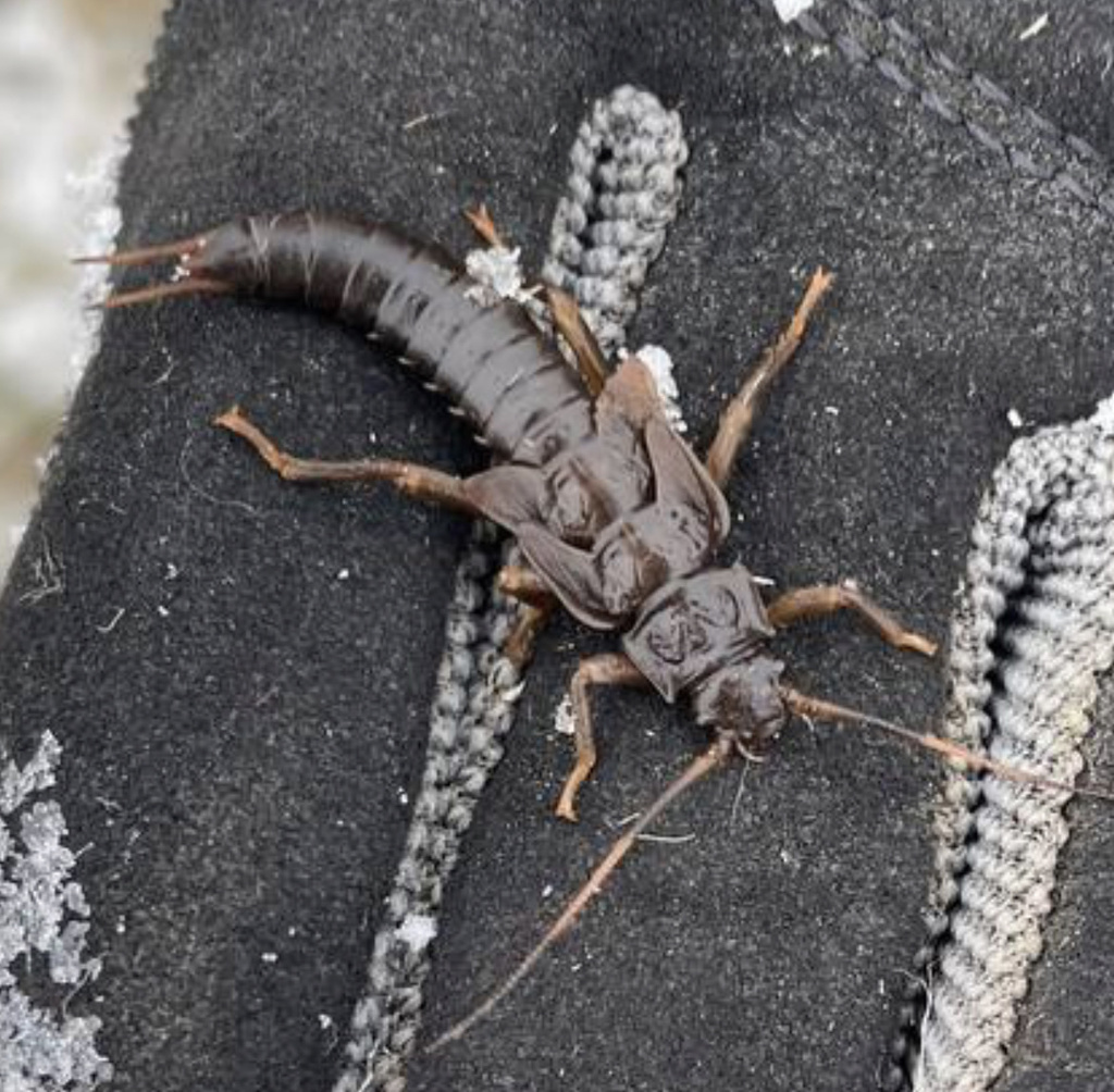 Giant Stoneflies and Salmonflies from Beaver Pond, Derby Line, VT, US ...