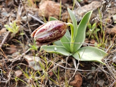 Fritillaria purdyi
