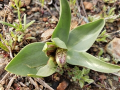 Fritillaria purdyi