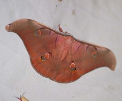 Antheraea helferi