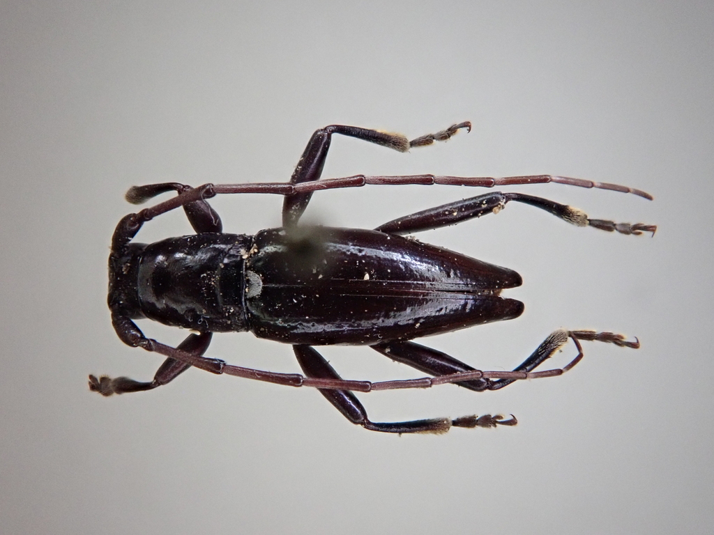 Xylotoles selwyni