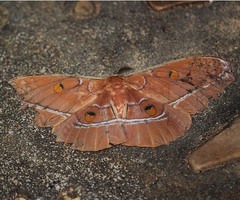 Antheraea youngi