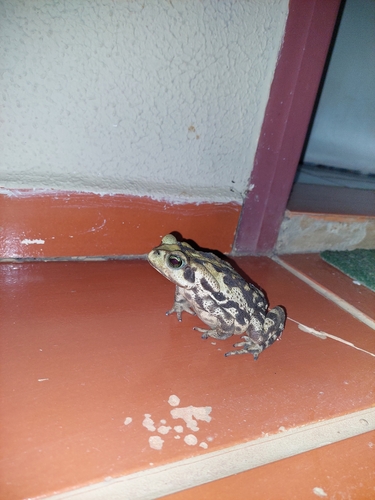 Yellow Cururu Toad