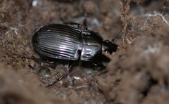 Abax ovalis