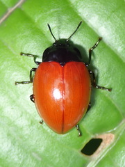 Iphiclus nigriventris
