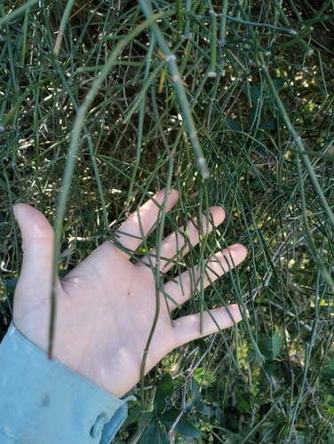 Ephedra tweedieana (Ephedra tweedieana)