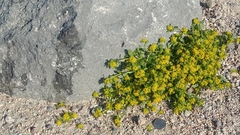 Lepidium flavum