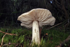 Entoloma baronii