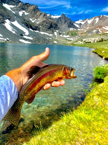 Golden Trout