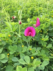 Lathyrus