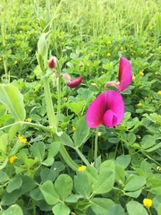 Lathyrus