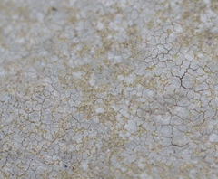 Trapelia placodioides