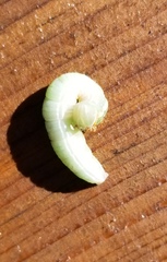 Orthosia hibisci