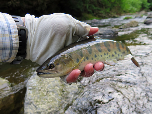 Cherry salmon (Oncorhynchus masou) — Salmonidae — 5