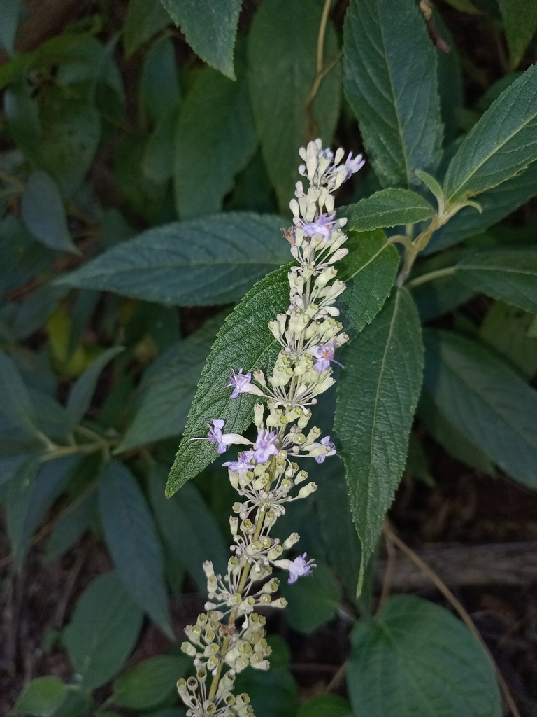 Hyptis macvaughii