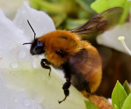 Photo of Giant Bumble Bee (Bombus dahlbomii)
