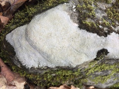 Trapelia placodioides