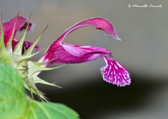 Lamium orvala