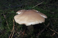 Entoloma baronii