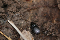 Abax ovalis