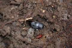 Abax ovalis