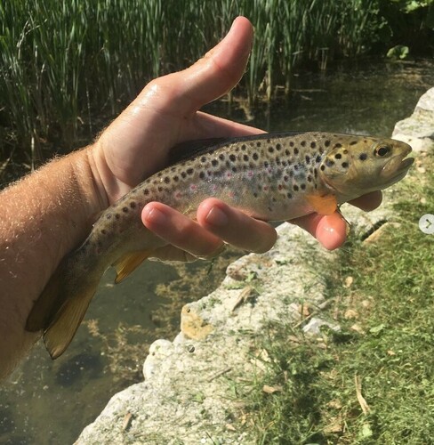 Ohrid trout (Salmo letnica) — Salmonidae — 2