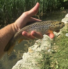 Ohrid Trout photo 5