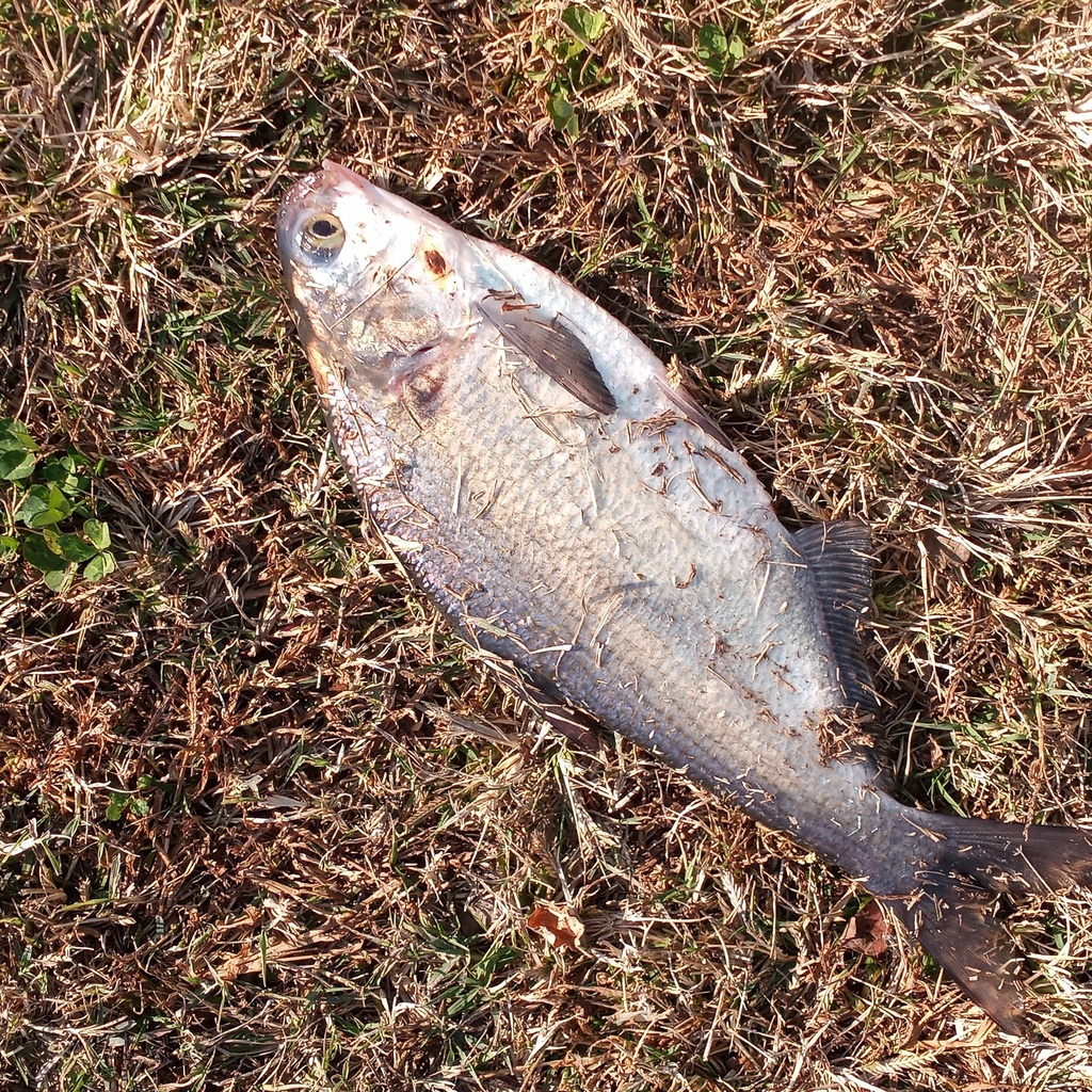 American Gizzard Shad from Dorchester County, MD, USA on November 9 ...