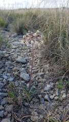 Asclepias scaposa
