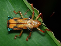 Sceloenopla rubrosinuata