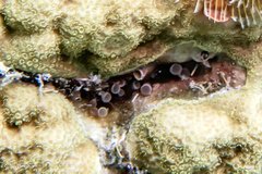 Image of Lebrunia coralligens