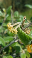 Cercocarpus traskiae