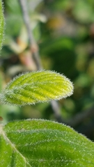 Cercocarpus traskiae