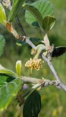 Cercocarpus traskiae
