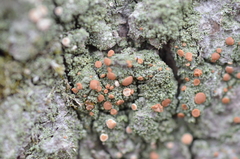 Bacidia rubella